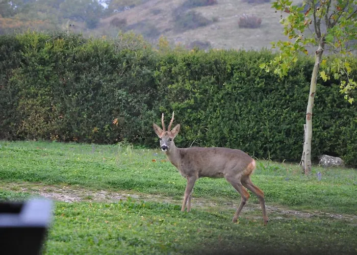 Gerendaház La Truffiere - Cantecor *